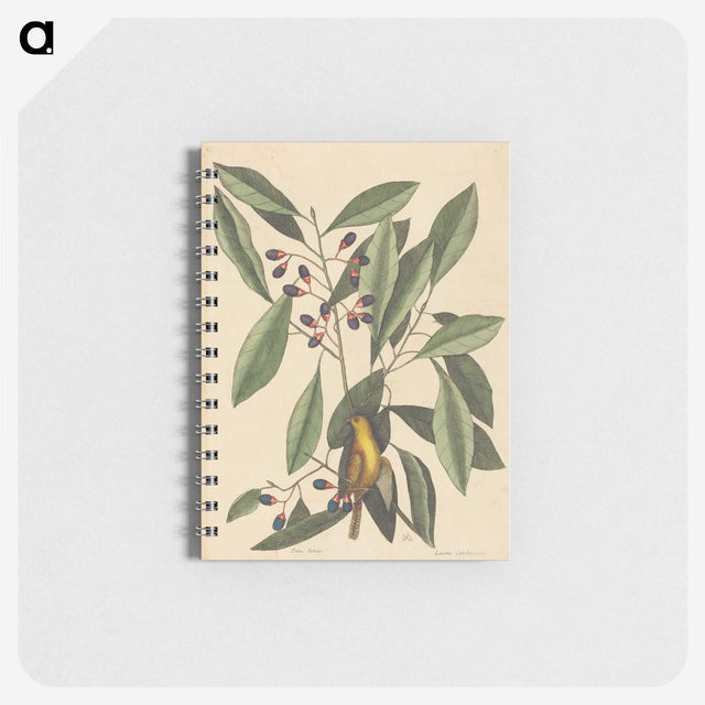 1-99_Mark-Catesby_memo