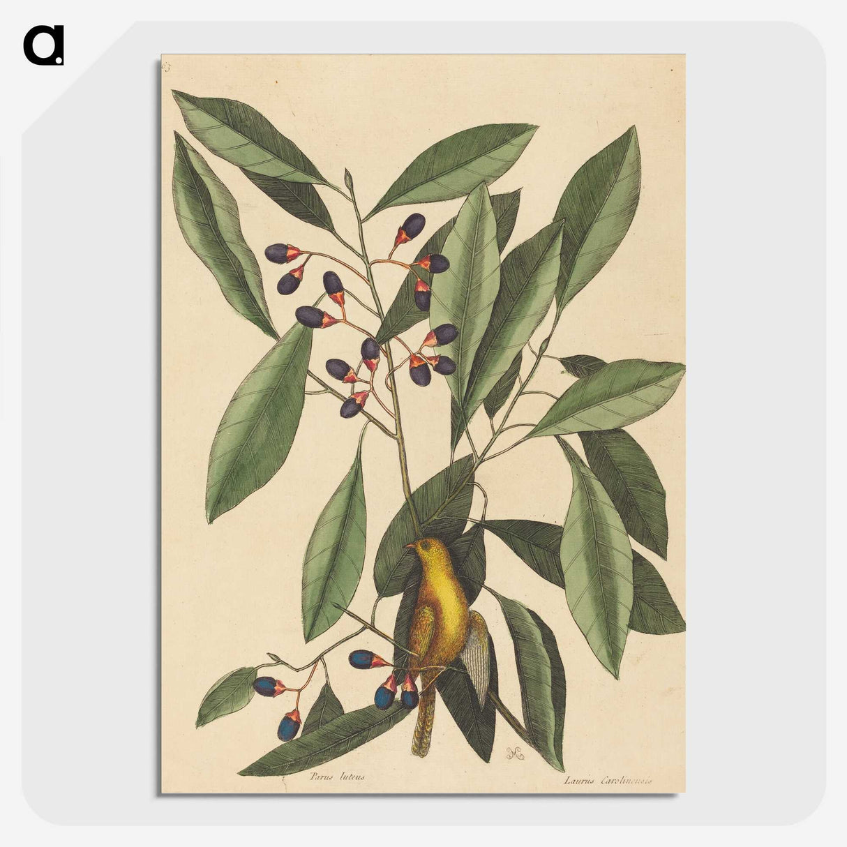 1-99_Mark-Catesby_picture-crop