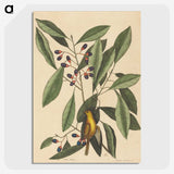 1-99_Mark-Catesby_picture-crop