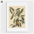1-99_Mark-Catesby_picture