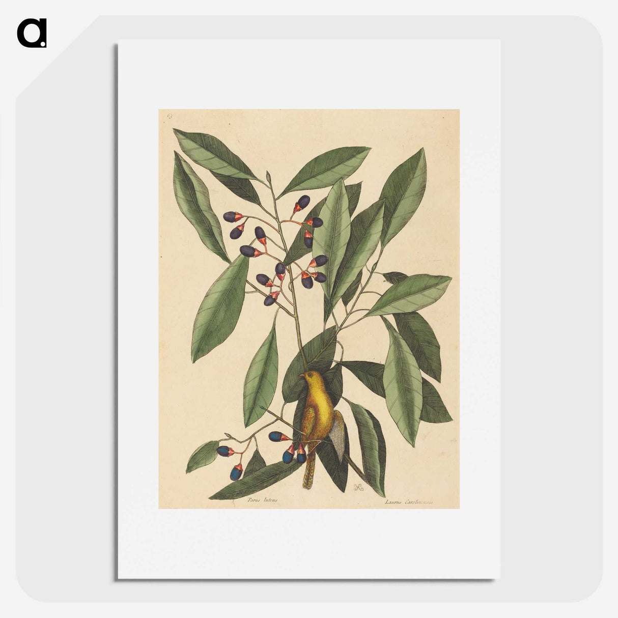 1-99_Mark-Catesby_picture