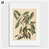 1-99_Mark-Catesby_picture
