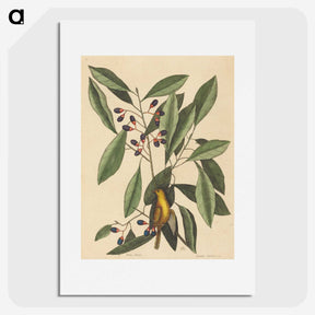 1-99_Mark-Catesby_picture