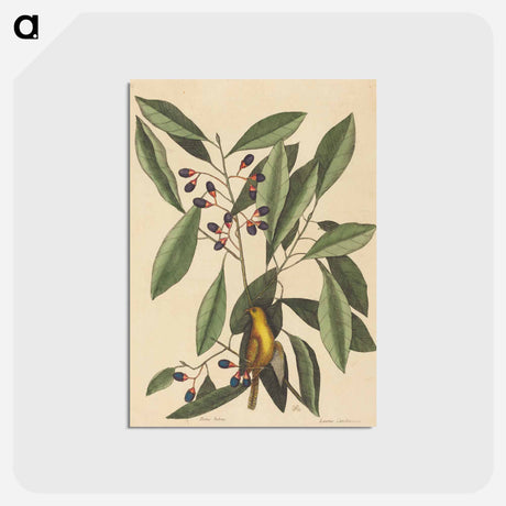 アートポストカード-The Yellow Titmouse
 - マーク ケイツビー Postcard.