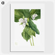 1-99_Mary-Vaux-Walcott_picture