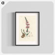 アートポスター-Lythrum salicaria
 - 薬用植物学 Poster.
