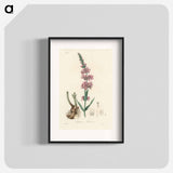 アートポスター-Lythrum salicaria
 - 薬用植物学 Poster.