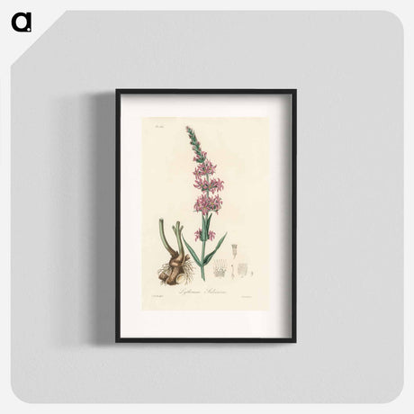 アートポスター-Lythrum salicaria
 - 薬用植物学 Poster.