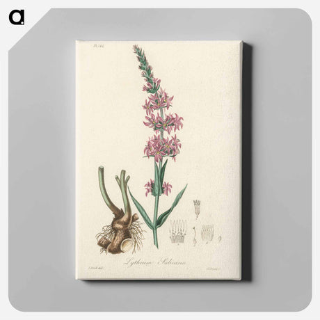 アートパネル-Lythrum salicaria
 - 薬用植物学 Canvas.