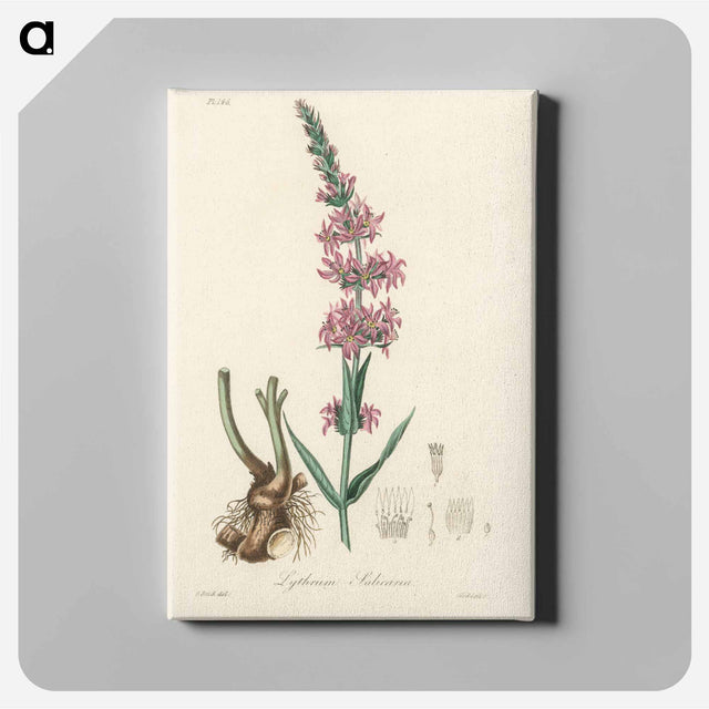 アートパネル-Lythrum salicaria
 - 薬用植物学 Canvas.