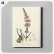 1-99_Medical-Botany_canvas
