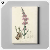 1-99_Medical-Botany_canvas