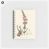 アートメモ帳-Lythrum salicaria
 - 薬用植物学 Memo.