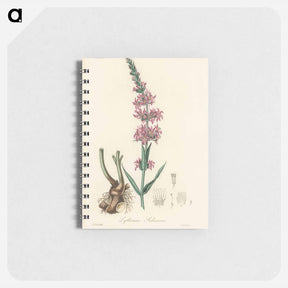 アートメモ帳-Lythrum salicaria
 - 薬用植物学 Memo.