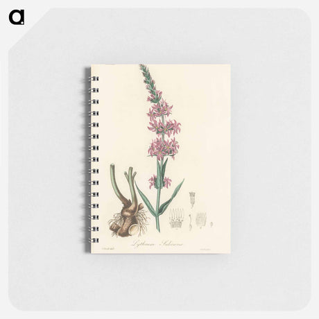 アートメモ帳-Lythrum salicaria
 - 薬用植物学 Memo.