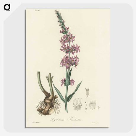 1-99_Medical-Botany_picture-crop