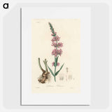 アートポスター-Lythrum salicaria
 - 薬用植物学 Poster.