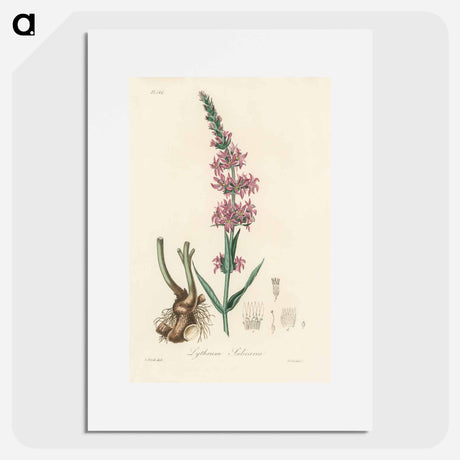 アートポスター-Lythrum salicaria
 - 薬用植物学 Poster.