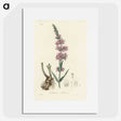 1-99_Medical-Botany_picture