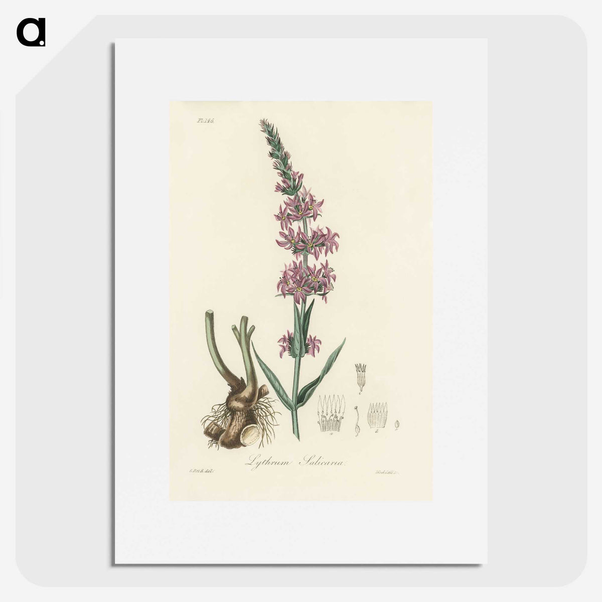 1-99_Medical-Botany_picture