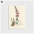 アートポストカード-Lythrum salicaria
 - 薬用植物学 Postcard.