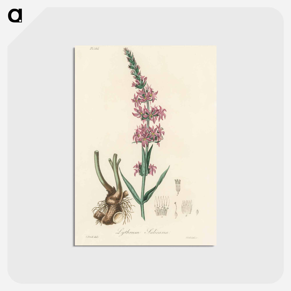 アートポストカード-Lythrum salicaria
 - 薬用植物学 Postcard.
