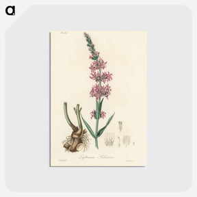 アートポストカード-Lythrum salicaria
 - 薬用植物学 Postcard.