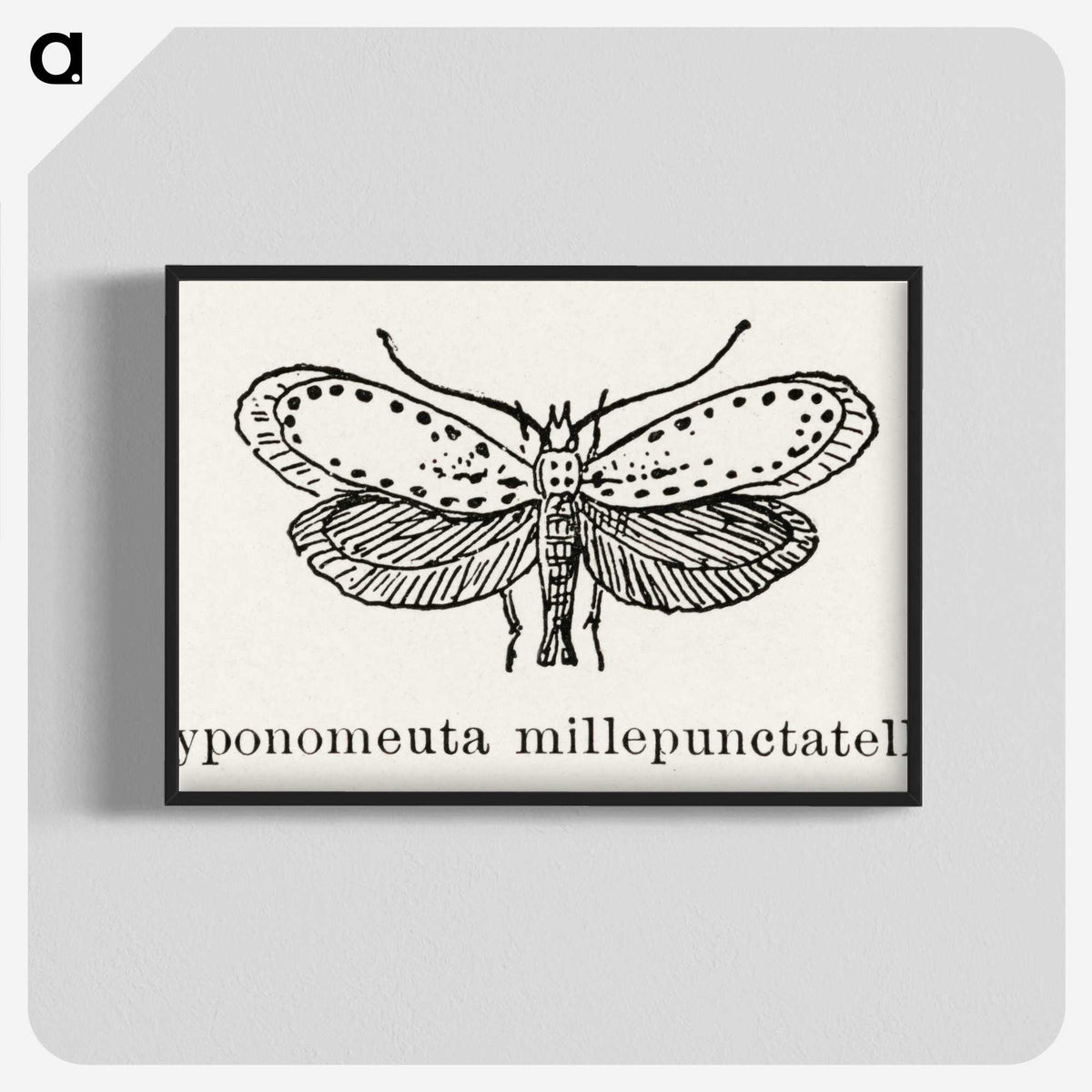 1-99_Moths-and-Butterflies-of-the-United-States_blk-crop