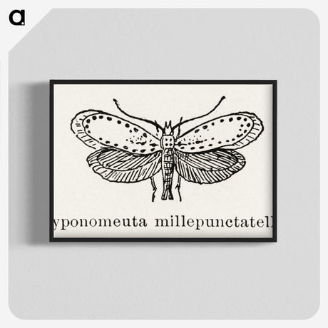 1-99_Moths-and-Butterflies-of-the-United-States_blk-crop