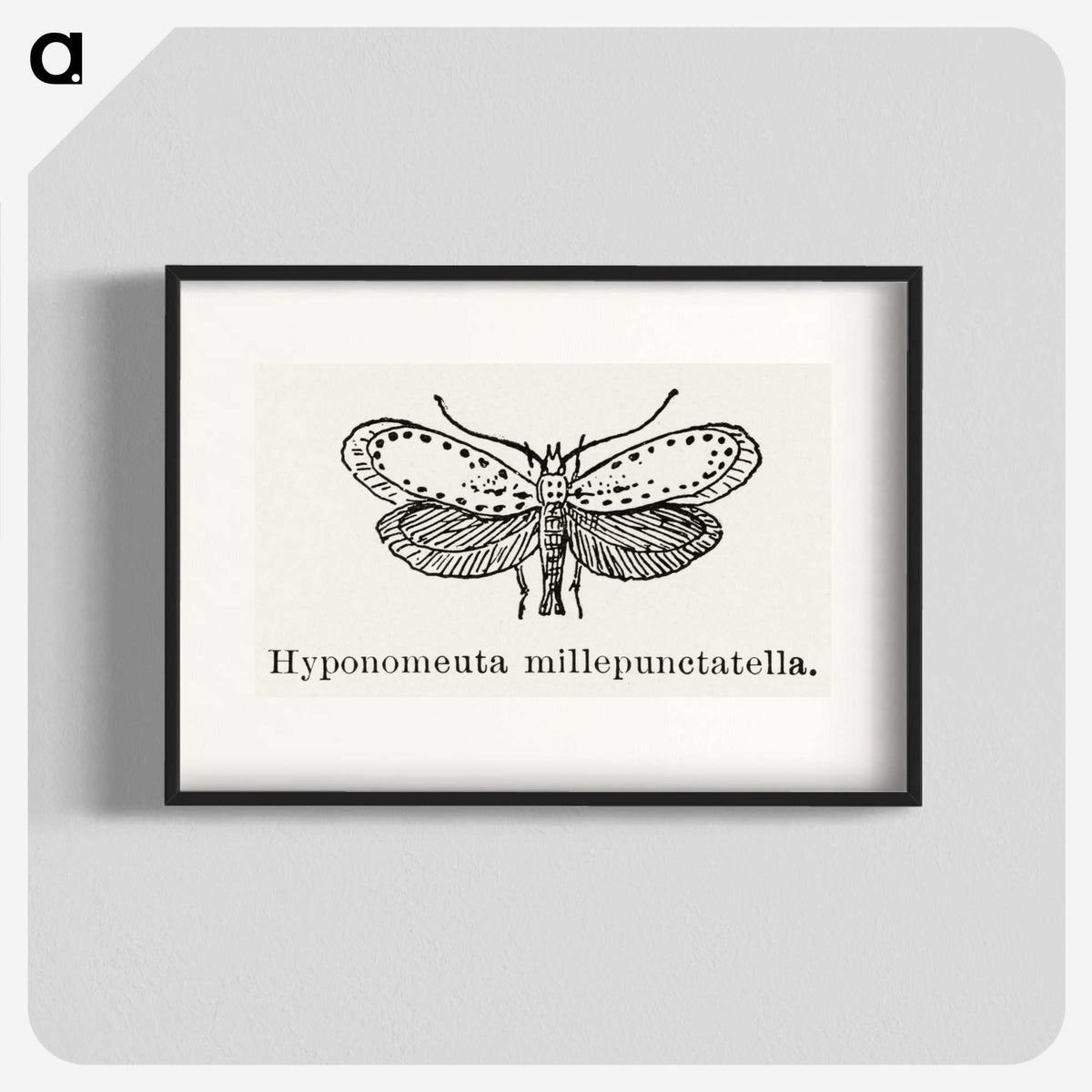 1-99_Moths-and-Butterflies-of-the-United-States_blk