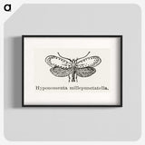 1-99_Moths-and-Butterflies-of-the-United-States_blk