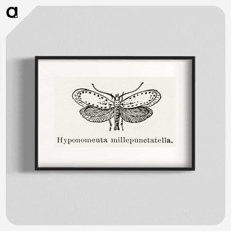 1-99_Moths-and-Butterflies-of-the-United-States_blk