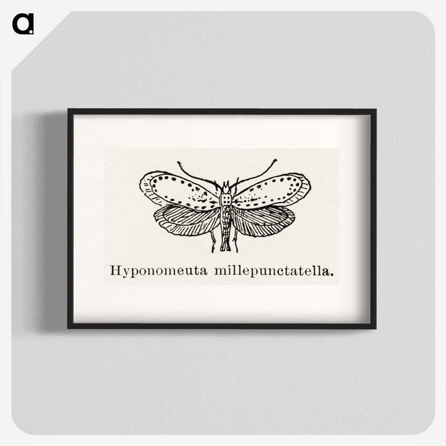 1-99_Moths-and-Butterflies-of-the-United-States_blk