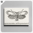 1-99_Moths-and-Butterflies-of-the-United-States_canvas