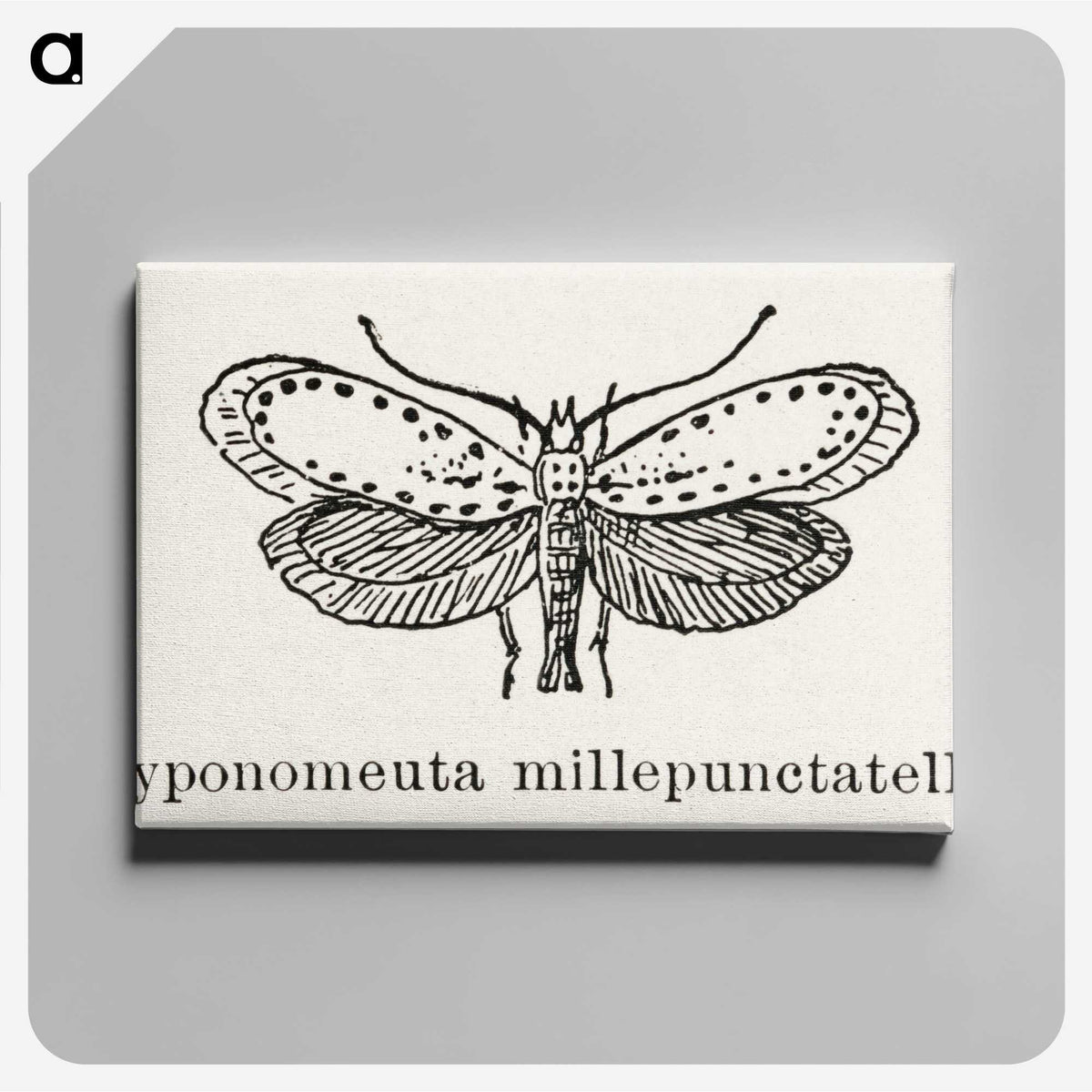 1-99_Moths-and-Butterflies-of-the-United-States_canvas