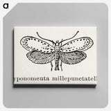 1-99_Moths-and-Butterflies-of-the-United-States_canvas