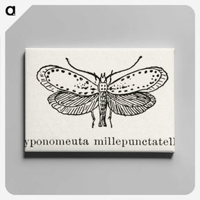1-99_Moths-and-Butterflies-of-the-United-States_canvas