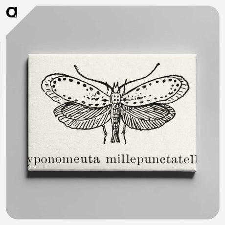 1-99_Moths-and-Butterflies-of-the-United-States_canvas