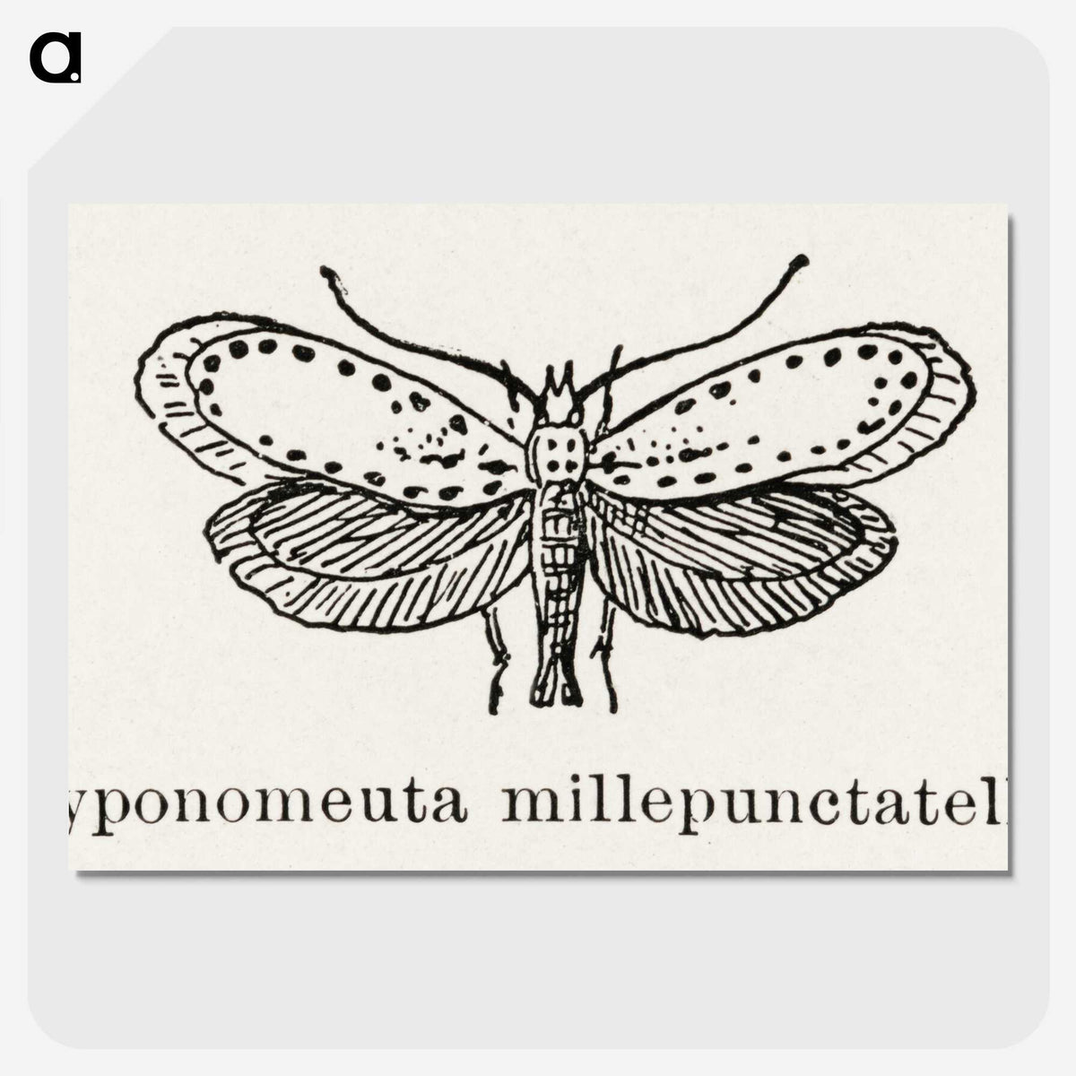 1-99_Moths-and-Butterflies-of-the-United-States_picture-crop