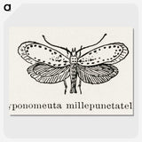 1-99_Moths-and-Butterflies-of-the-United-States_picture-crop