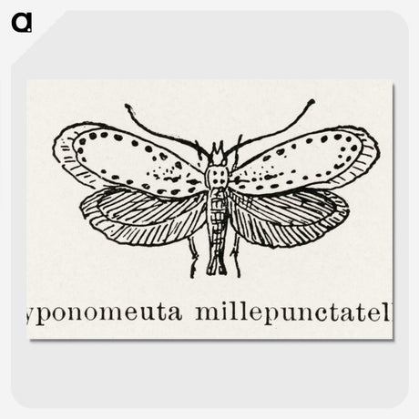 1-99_Moths-and-Butterflies-of-the-United-States_picture-crop