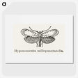 1-99_Moths-and-Butterflies-of-the-United-States_picture