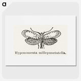 1-99_Moths-and-Butterflies-of-the-United-States_picture
