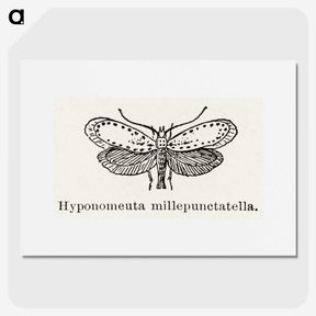 1-99_Moths-and-Butterflies-of-the-United-States_picture