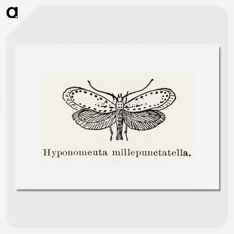 1-99_Moths-and-Butterflies-of-the-United-States_picture