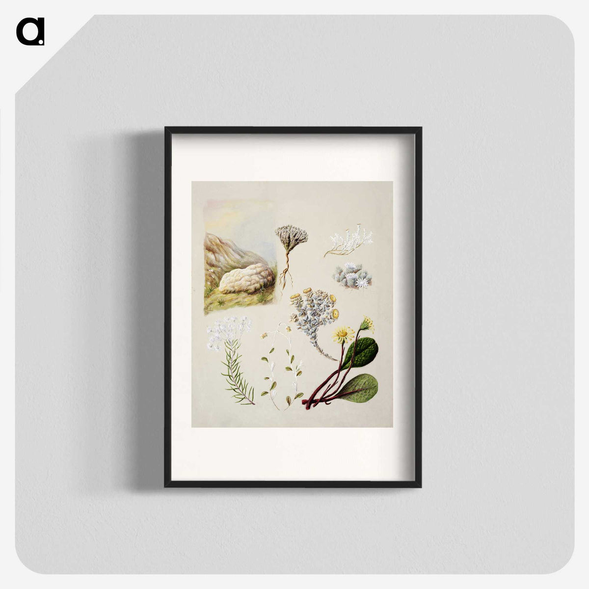 1-99_Native-Flowering-Plants-of-New-Zealand_blk