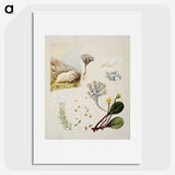 1-99_Native-Flowering-Plants-of-New-Zealand_picture