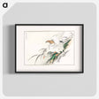 アートポスター-Albatross, from Pictorial Monograph of Birds
 - 鳥類図鑑 Poster.