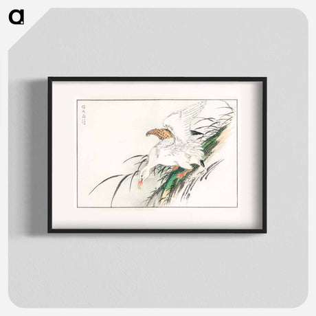 アートポスター-Albatross, from Pictorial Monograph of Birds
 - 鳥類図鑑 Poster.