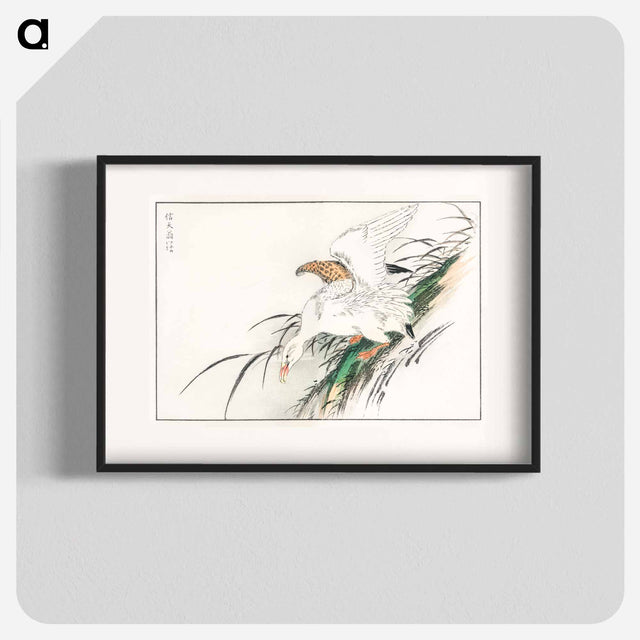アートポスター-Albatross, from Pictorial Monograph of Birds
 - 鳥類図鑑 Poster.